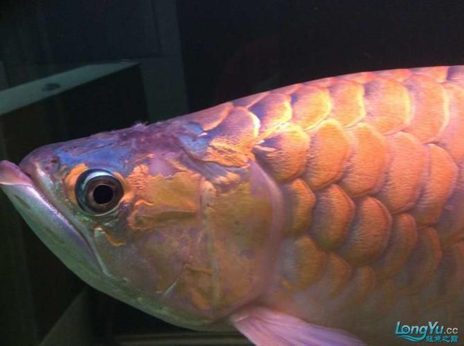 給我一些龍魚身體潰爛的圖片，如何預防龍魚身體潰爛
