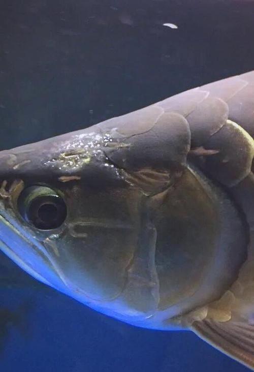 給我一些龍魚身體潰爛的圖片，如何預防龍魚身體潰爛