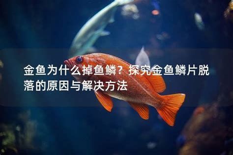 金魚魚鱗掉了能恢復嗎，金魚魚鱗掉了能恢復嗎，金魚鱗片的再生能力與脫落原因密切相關 金魚魚鱗掉了能恢復嗎，金魚魚鱗掉了能恢復嗎，金魚鱗片的再生能力與脫落原因密切相關 龍魚百科