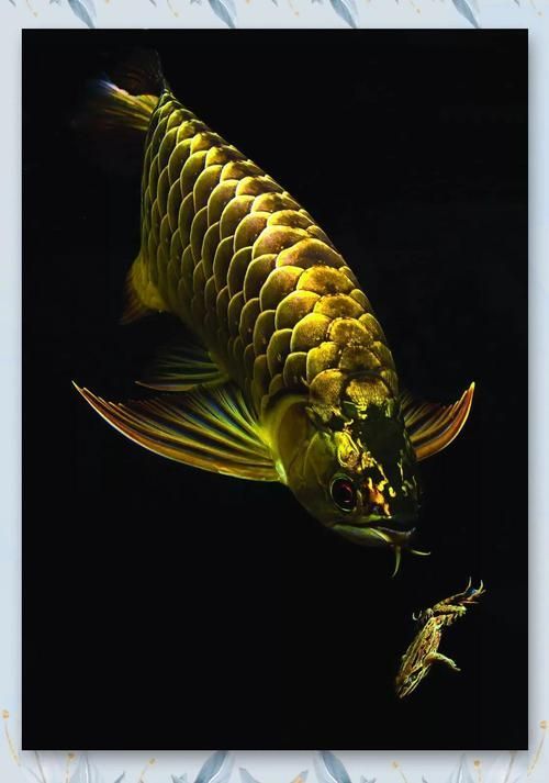 霸氣龍魚圖片，如何飼養霸氣龍魚？ 霸氣龍魚圖片，如何飼養霸氣龍魚？ 龍魚百科 第5張