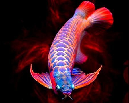 霸氣龍魚圖片，如何飼養霸氣龍魚？ 霸氣龍魚圖片，如何飼養霸氣龍魚？ 龍魚百科 第7張