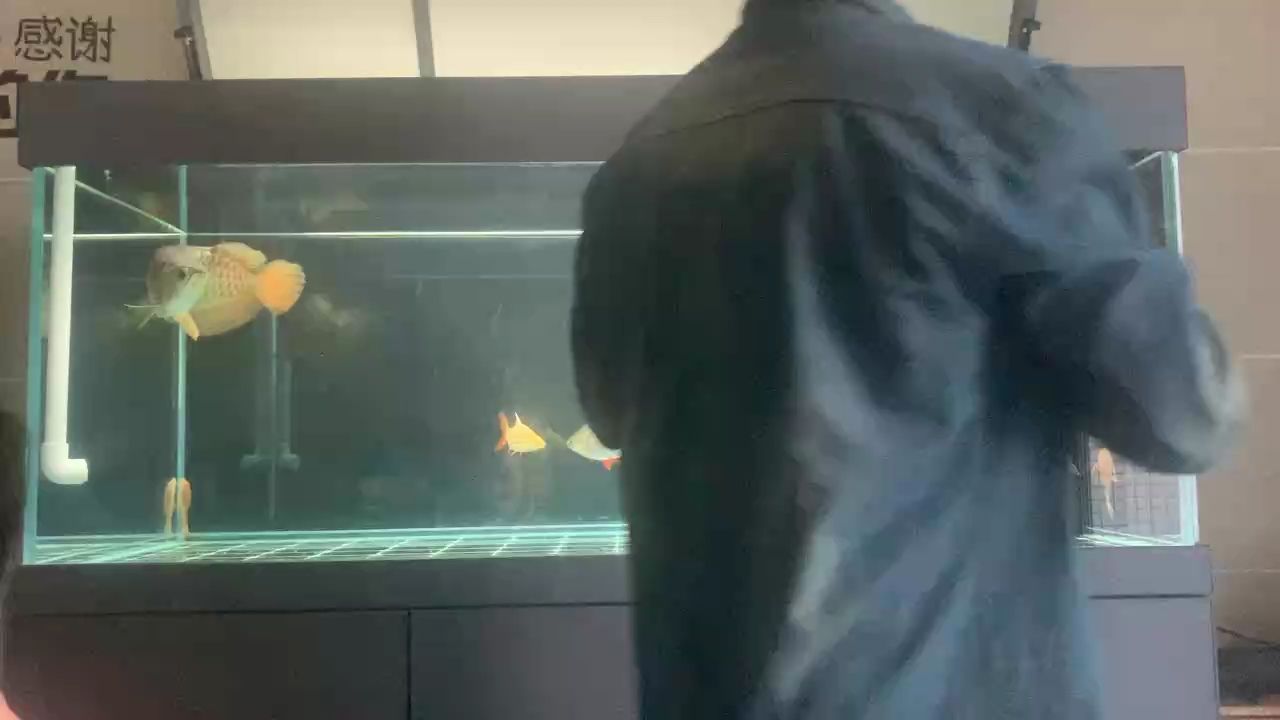 金龍喂食，金龍喂食是一種傳統(tǒng)的中國(guó)養(yǎng)魚(yú)方法，主要適用于金魚(yú)的飼養(yǎng)