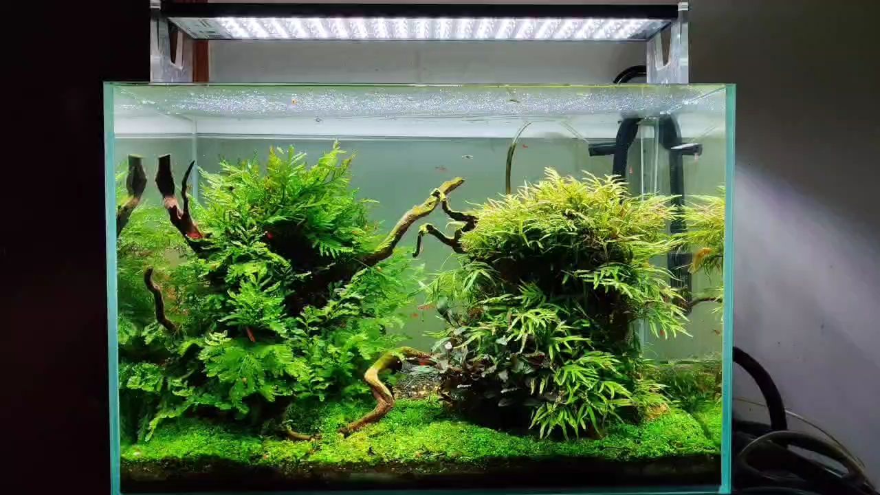 詳細閱讀:半島草缸景,半島草缸景案例分析 半島草缸景,半島草缸景案例分析
