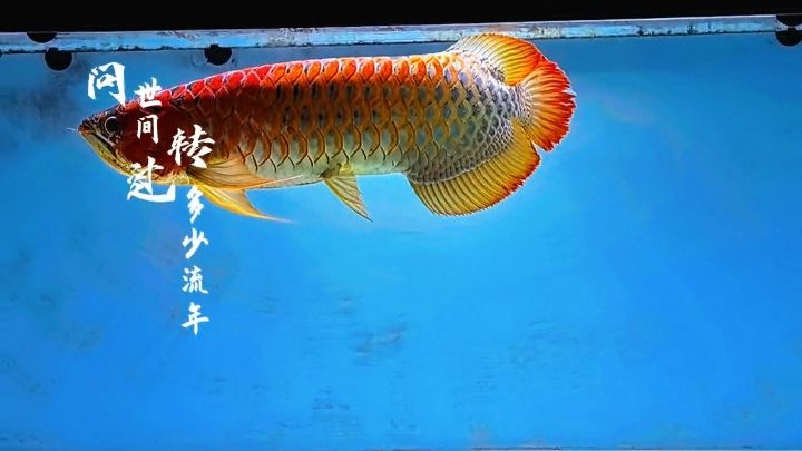 2020年至今，2020年至今的公共衛生危機