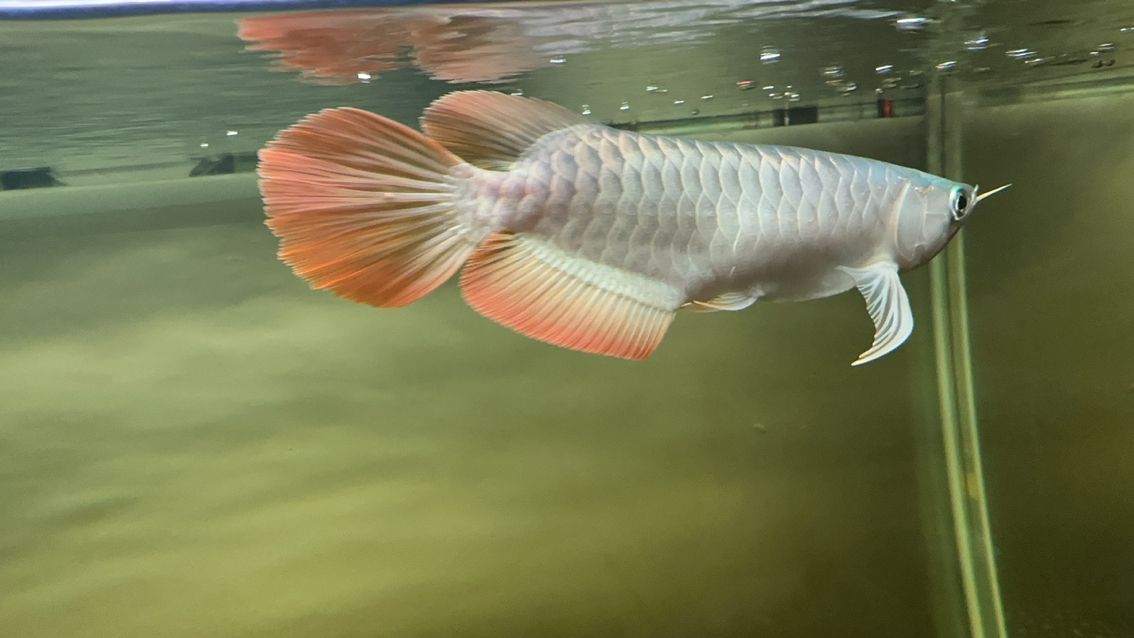 有大神知道肚子怎么回事嗎？鼓鼓的，愛魚玩水族_養魚咨詢評論：肚子鼓鼓的，究竟是怎么回事