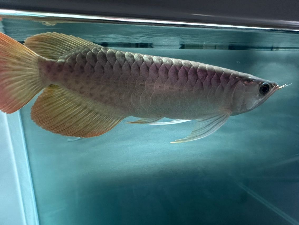 有大神知道肚子怎么回事嗎？鼓鼓的，愛魚玩水族_養魚咨詢評論：肚子鼓鼓的，究竟是怎么回事