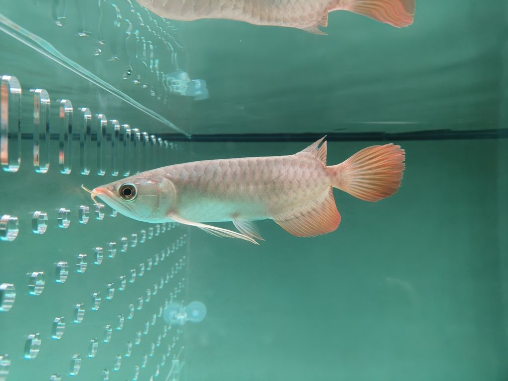 問問大家這是什么魚，北京老寧評論：這是什么魚，北京老寧評論：漂亮
