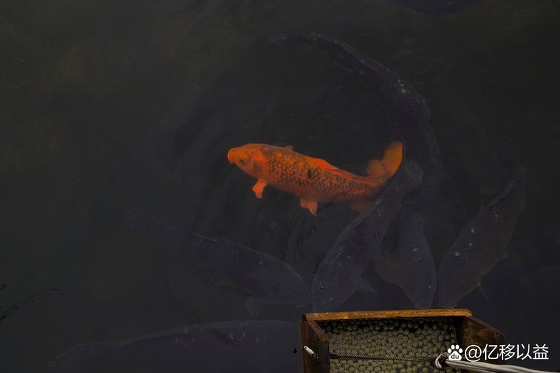 七條魚中紅色魚的意義是什么，七條魚中其他顏色的意義在中國(guó)傳統(tǒng)風(fēng)水學(xué)中紅色魚的意義