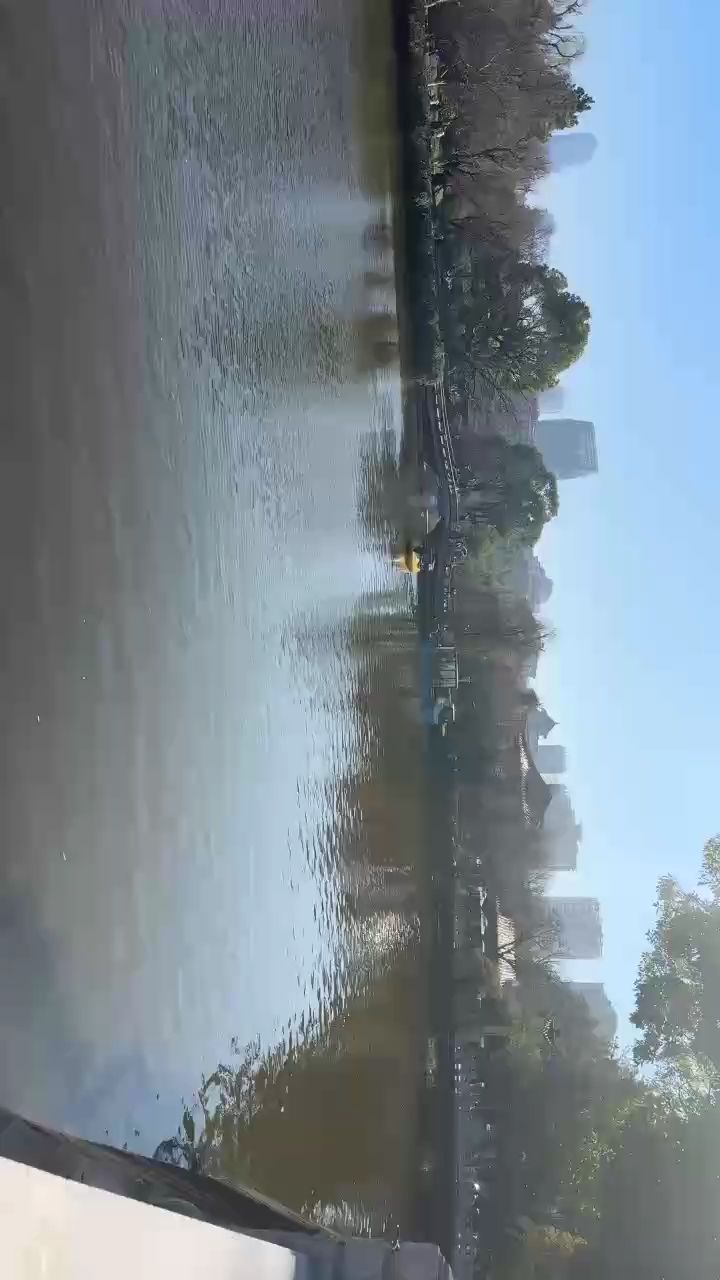 今日的海鷗去哪里了，今日的海鷗去哪里了，本文探討了近期海鷗的遷徙模式 今日的海鷗去哪里了，今日的海鷗去哪里了，本文探討了近期海鷗的遷徙模式 龍魚論壇