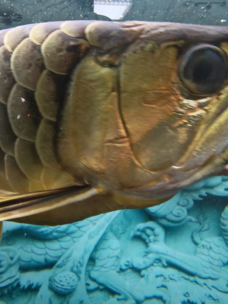 有請大神幫忙看下，出點(diǎn)主意，龍魚眼睛如何治療