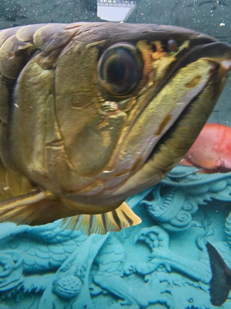 有請大神幫忙看下，出點(diǎn)主意，龍魚眼睛如何治療