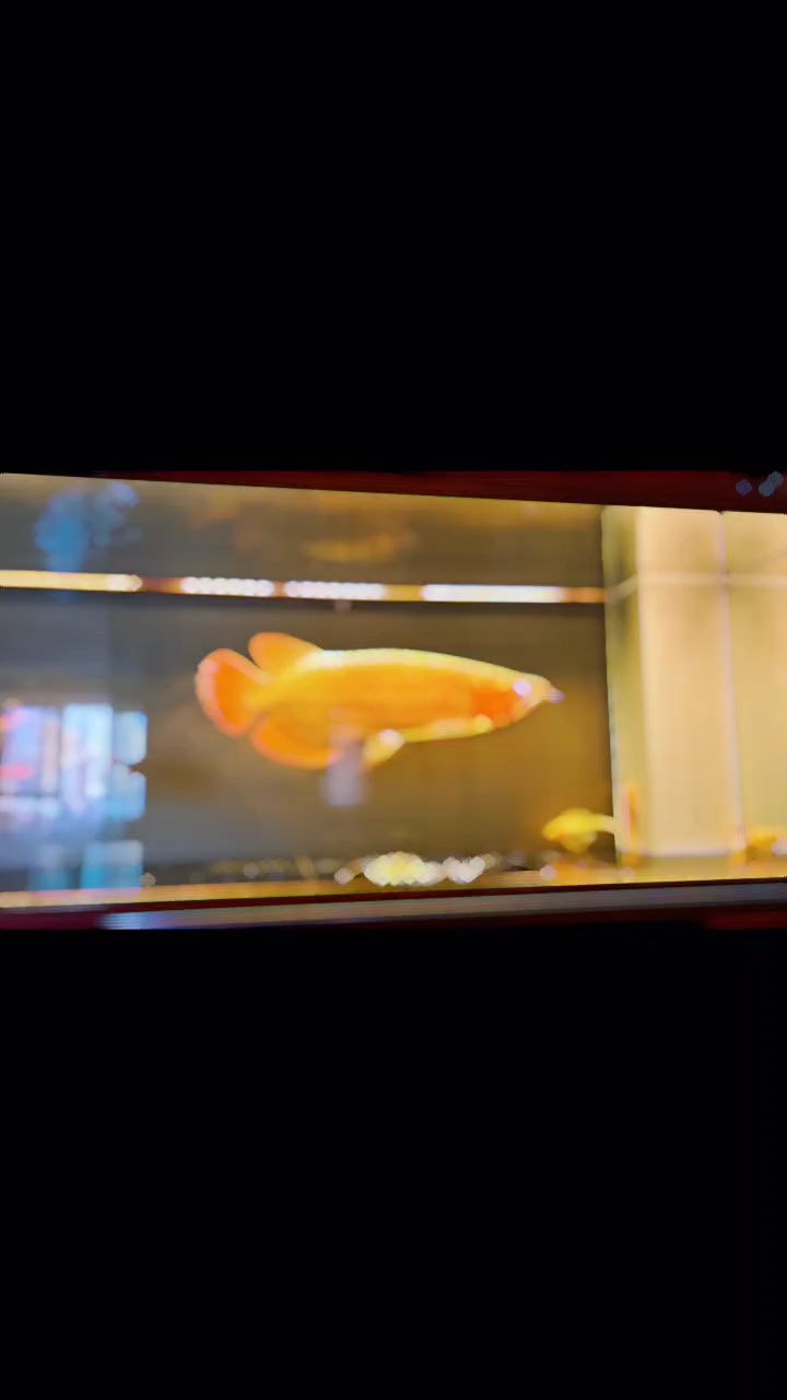 紅龍小卡拉米，《哈利·波特》魔法生物龍小卡拉米評論