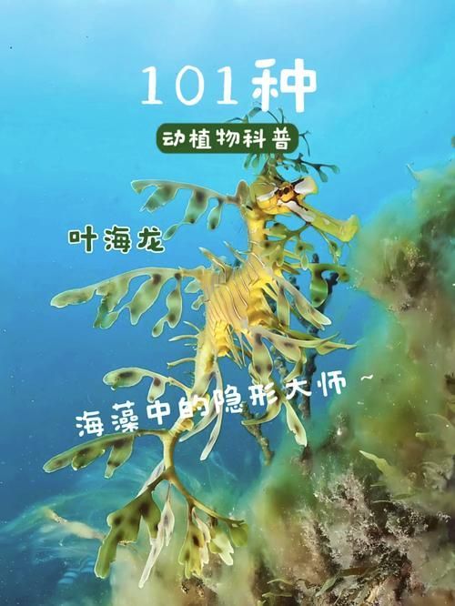 給我一些葉海龍和竹葉龍魚的照片,葉海龍與竹葉龍的區別 龍魚百科 第5張 給我一些葉海龍和竹葉龍魚的照片,葉海龍與竹葉龍的區別 給我一些葉海龍和竹葉龍魚的照片,葉海龍與竹葉龍的區別 龍魚百科 第5張