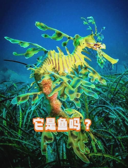 給我一些葉海龍和竹葉龍魚的照片,葉海龍與竹葉龍的區別 龍魚百科 第2張 給我一些葉海龍和竹葉龍魚的照片,葉海龍與竹葉龍的區別 給我一些葉海龍和竹葉龍魚的照片,葉海龍與竹葉龍的區別 龍魚百科 第2張