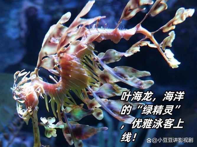 給我一些葉海龍和竹葉龍魚的照片,葉海龍與竹葉龍的區別 龍魚百科 第6張 給我一些葉海龍和竹葉龍魚的照片,葉海龍與竹葉龍的區別 給我一些葉海龍和竹葉龍魚的照片,葉海龍與竹葉龍的區別 龍魚百科 第6張