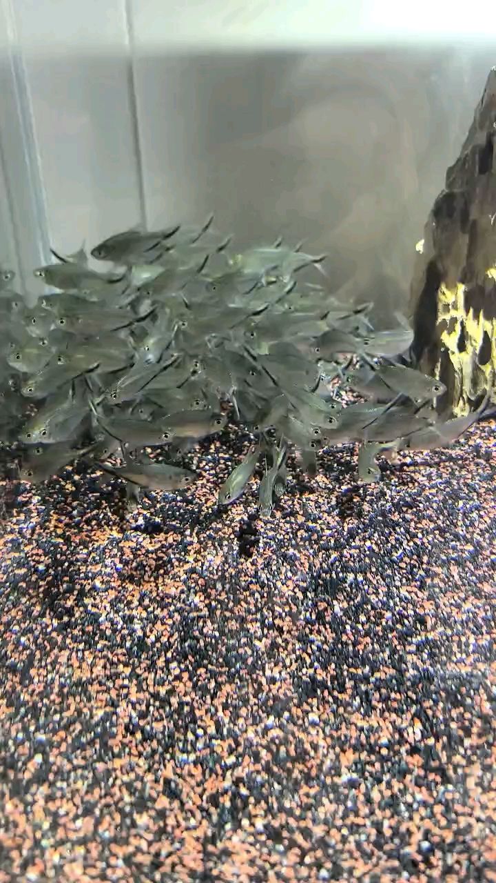 大勾魚，勾魚，你了解多少？