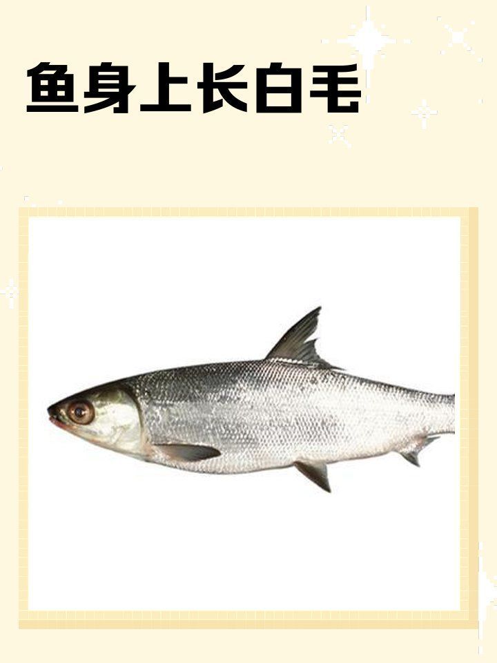 魚身上長白毛會傳染嗎，魚身上長白毛會傳染給人類嗎？