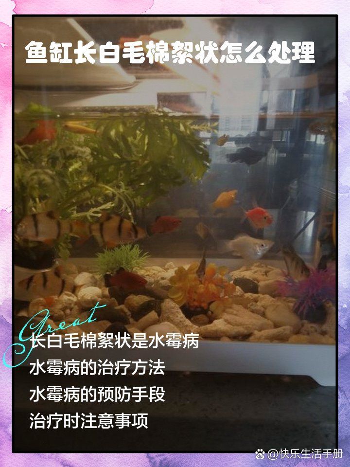 魚身上長白毛會傳染嗎，魚身上長白毛會傳染給人類嗎？