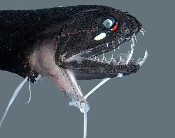 深海龍魚長什么樣，深海龍魚是一種生活在深海環境中的神秘掠食者，深海龍魚的壽命有多長