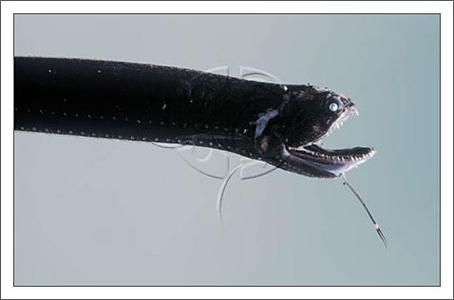 深海龍魚長什么樣，深海龍魚是一種生活在深海環境中的神秘掠食者，深海龍魚的壽命有多長