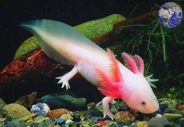 如何判斷六角龍魚是否生活在污染環(huán)境中，六角龍魚（墨西哥鈍口螈canum）是否生活在污染環(huán)境中