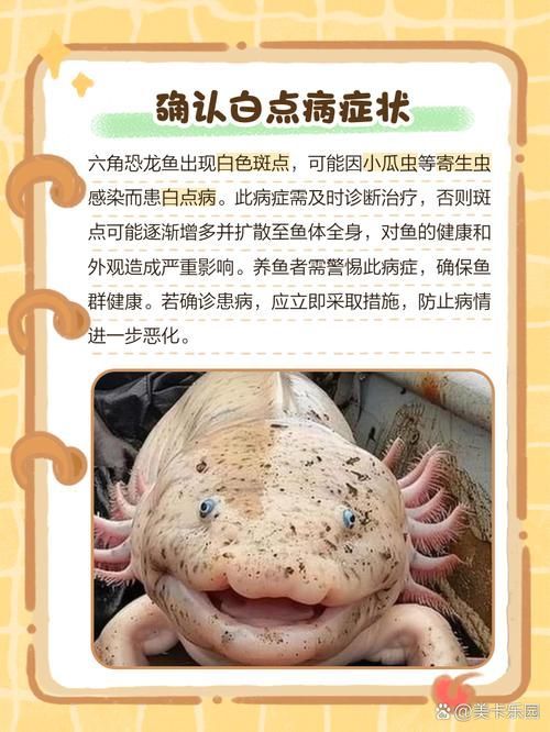 如何判斷六角龍魚是否生活在污染環(huán)境中，六角龍魚（墨西哥鈍口螈canum）是否生活在污染環(huán)境中