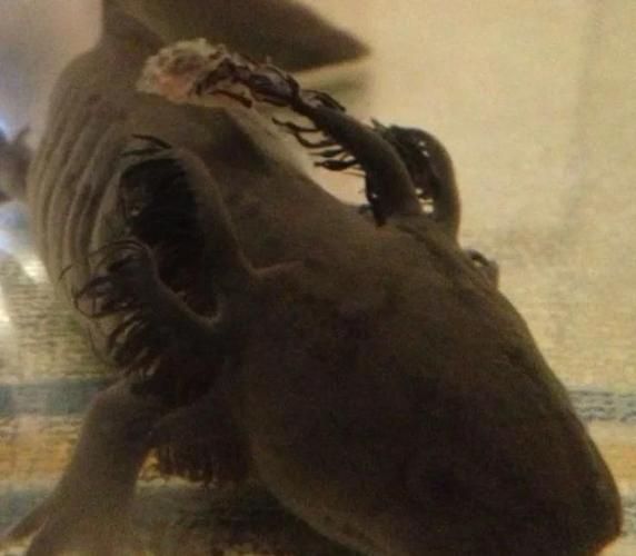 如何判斷六角龍魚是否生活在污染環(huán)境中，六角龍魚（墨西哥鈍口螈canum）是否生活在污染環(huán)境中