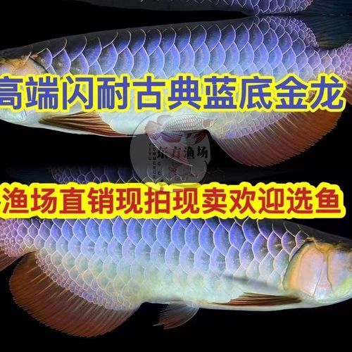 給我推薦一些古典過背金龍魚的圖片，古典過背金龍魚的價格范圍是多少，如何鑒別古典過背金龍魚的真偽 給我推薦一些古典過背金龍魚的圖片，古典過背金龍魚的價格范圍是多少，如何鑒別古典過背金龍魚的真偽 龍魚百科 第21張
