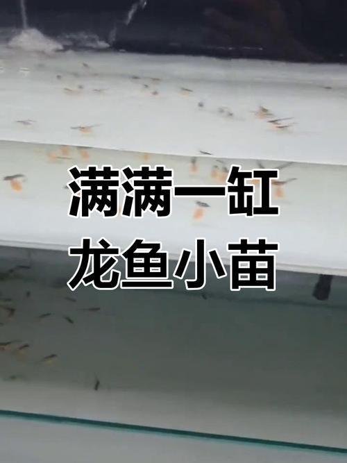 金龍魚幼苗飼養注意事項有哪些，金龍魚幼苗飼養指南