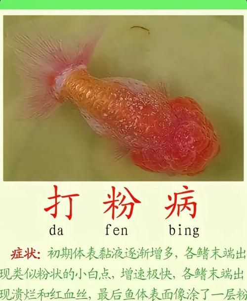 金龍魚幼苗飼養注意事項有哪些，金龍魚幼苗飼養指南