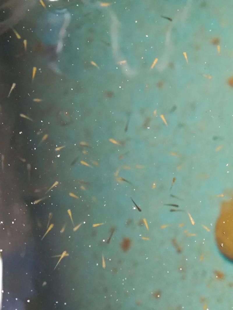 金龍魚幼苗飼養注意事項有哪些，金龍魚幼苗飼養指南
