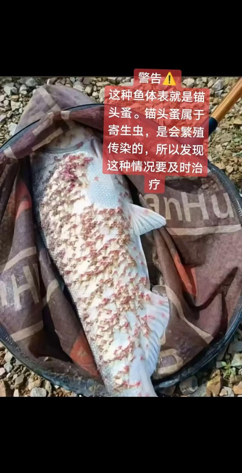 如何判斷龍魚(yú)是否感染寄生蟲(chóng)，arxiv論文助手arxiv論文助手可輔助查找水產(chǎn)寄生蟲(chóng) 如何判斷龍魚(yú)是否感染寄生蟲(chóng)，arxiv論文助手arxiv論文助手可輔助查找水產(chǎn)寄生蟲(chóng) 龍魚(yú)百科 第2張