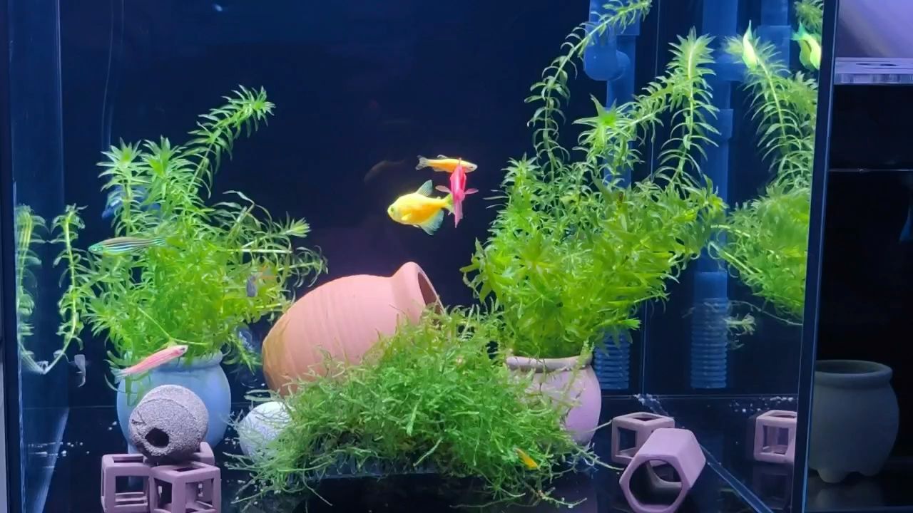 桌面風景，桌面風景，不僅提供了視覺上的享受，還反映了用戶的個性和審美偏好 桌面風景，桌面風景，不僅提供了視覺上的享受，還反映了用戶的個性和審美偏好 龍魚論壇