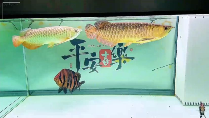 適者生存吧[haha]，《適者生存吧》