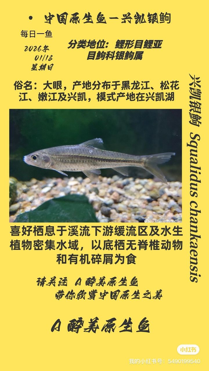 興凱銀鮈，東北亞地區特有的一種淡水魚類，常被用作觀賞魚