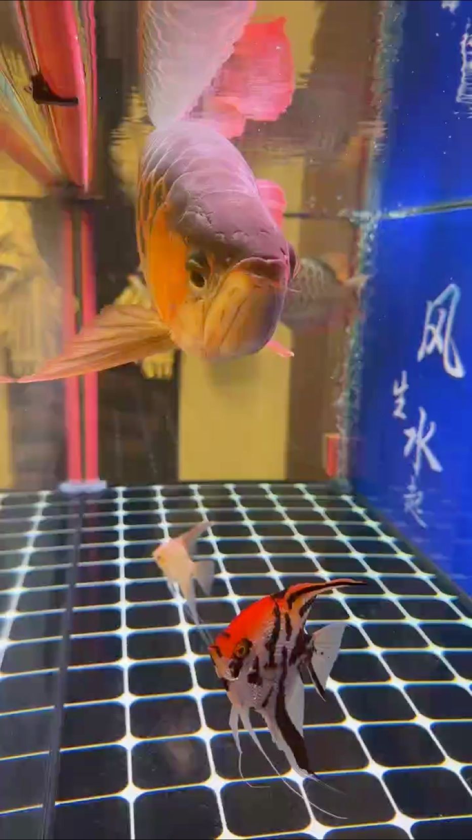龍魚論壇哪個牌子的售后服務最好？