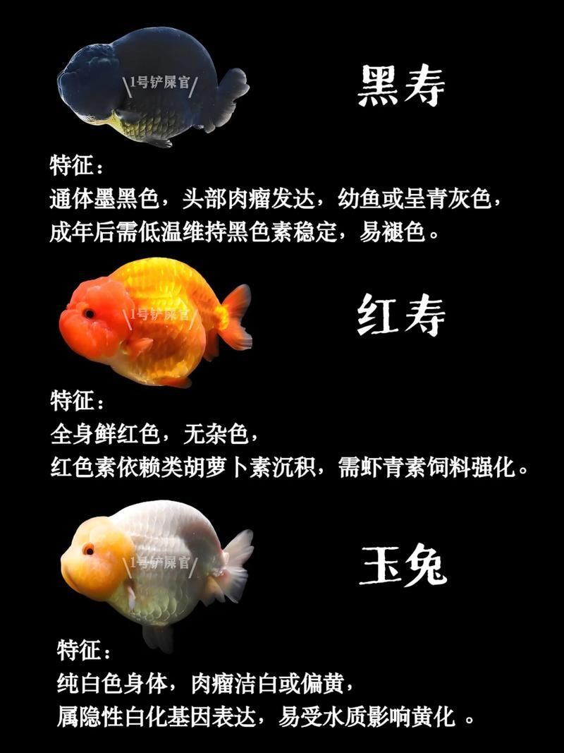 給我一些著名金魚品種的圖片，水族箱中的金魚品種