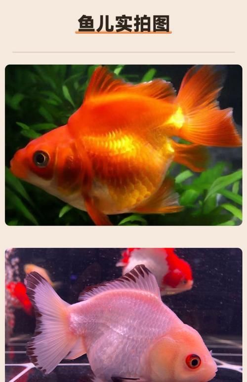 給我一些著名金魚品種的圖片，水族箱中的金魚品種
