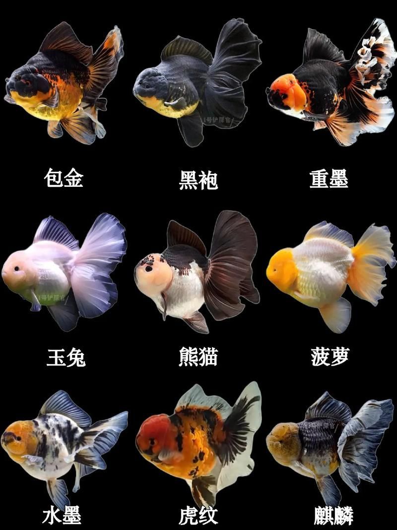 給我一些著名金魚品種的圖片，水族箱中的金魚品種