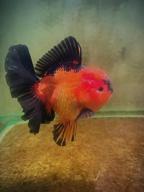 給我一些著名金魚品種的圖片，水族箱中的金魚品種
