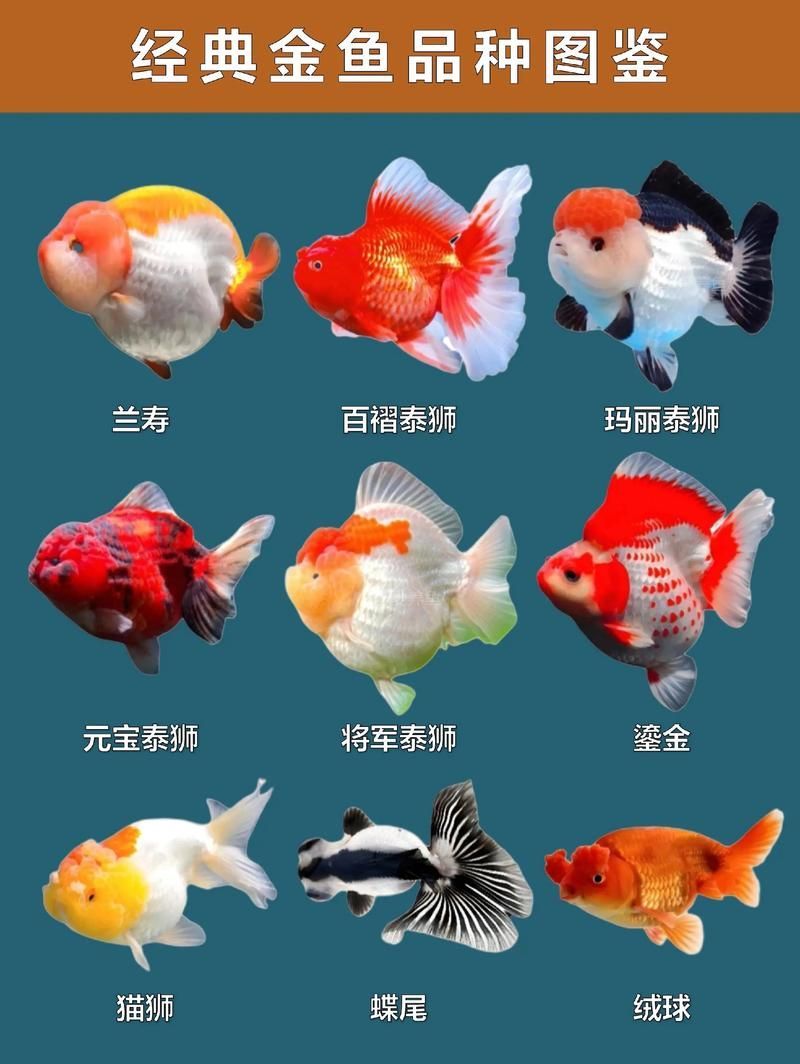 給我一些著名金魚品種的圖片，水族箱中的金魚品種