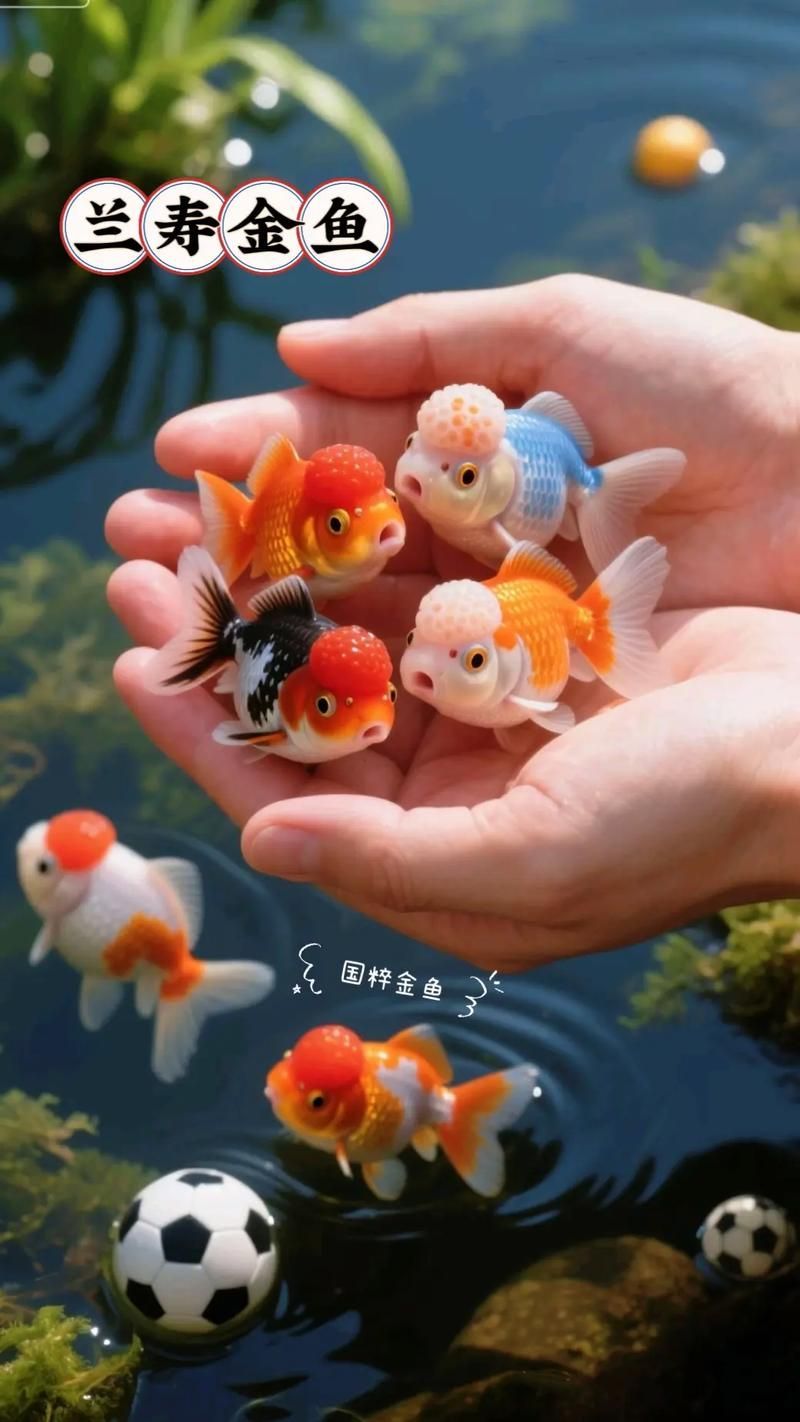 給我一些著名金魚品種的圖片，水族箱中的金魚品種