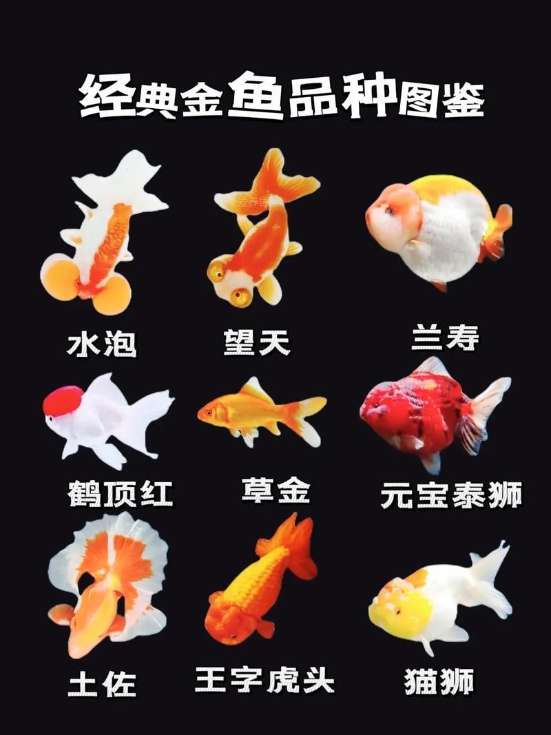 給我一些著名金魚品種的圖片，水族箱中的金魚品種