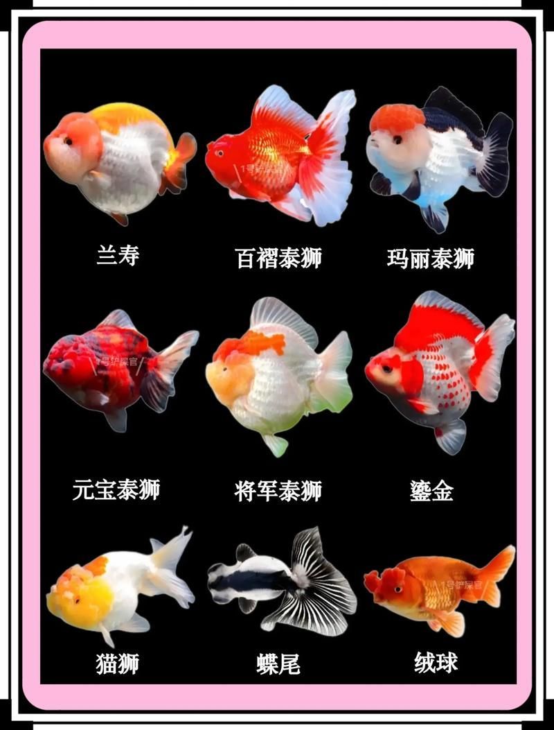 給我一些著名金魚品種的圖片，水族箱中的金魚品種