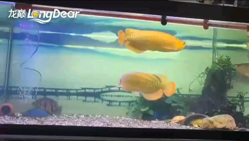轉發977，“轉發977”對個人和集體的影響
