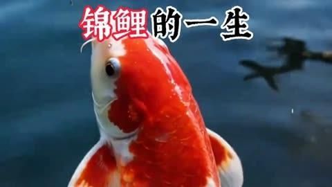 龍魚和錦鯉的壽命有多長，錦鯉和龍魚哪個更長壽？