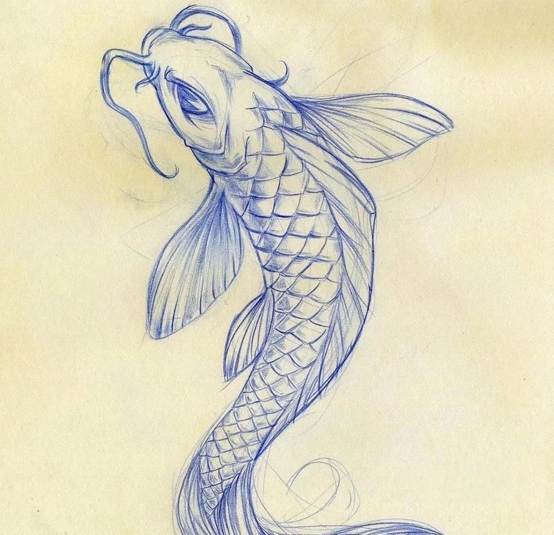 龍魚和錦鯉的壽命有多長，錦鯉和龍魚哪個更長壽？