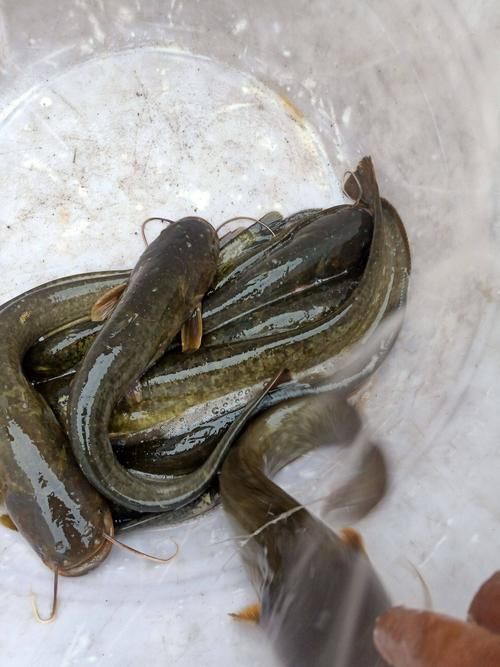 哪里可以找到高清的年魚圖片，哪里能找到高清的年魚圖片