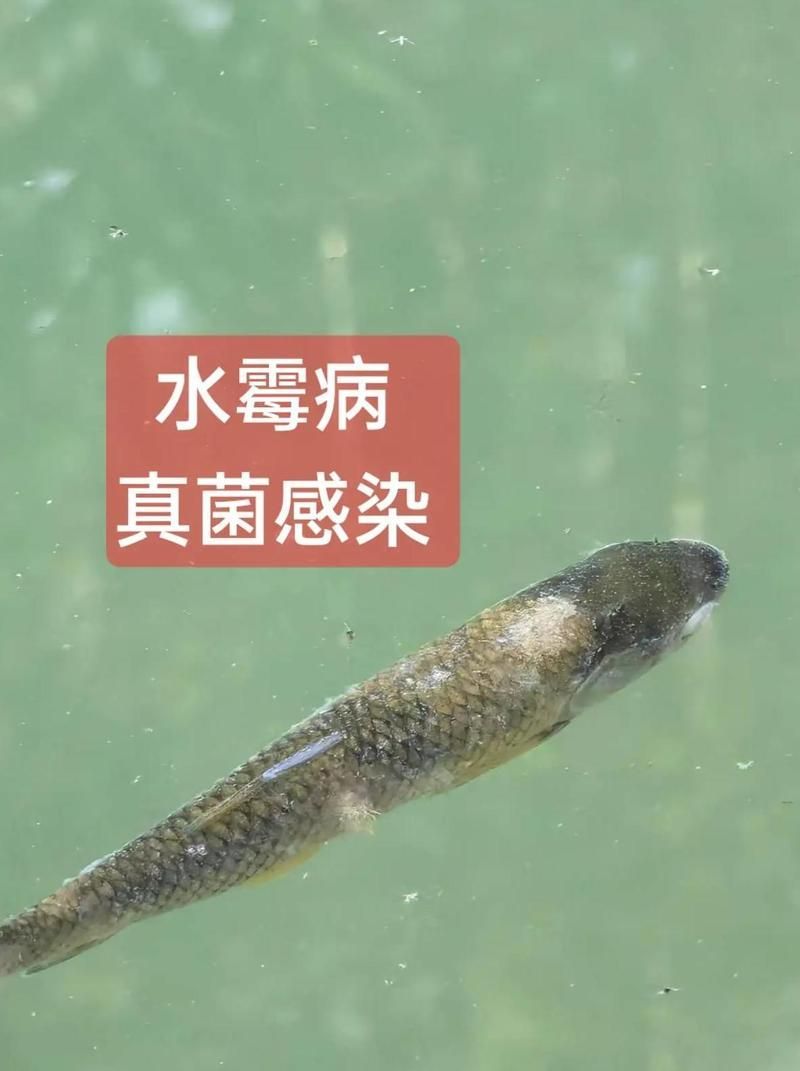 真菌感染對(duì)魚(yú)有哪些具體危害，真菌感染對(duì)魚(yú)的危害有多大