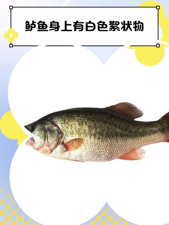 真菌感染對(duì)魚(yú)有哪些具體危害，真菌感染對(duì)魚(yú)的危害有多大